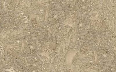 Fossil